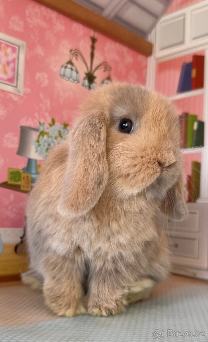 MINILOP sameček - 2