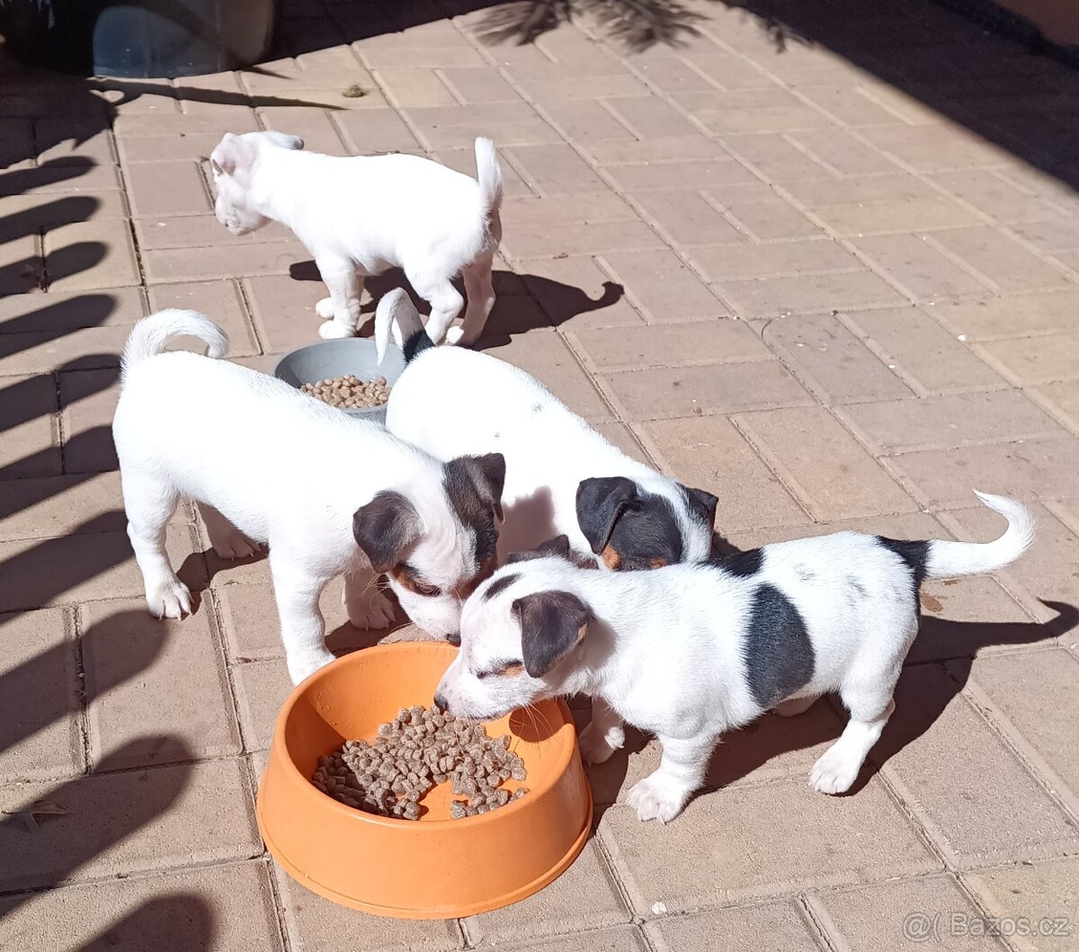 štěňata - Jack Russell teriér - 2