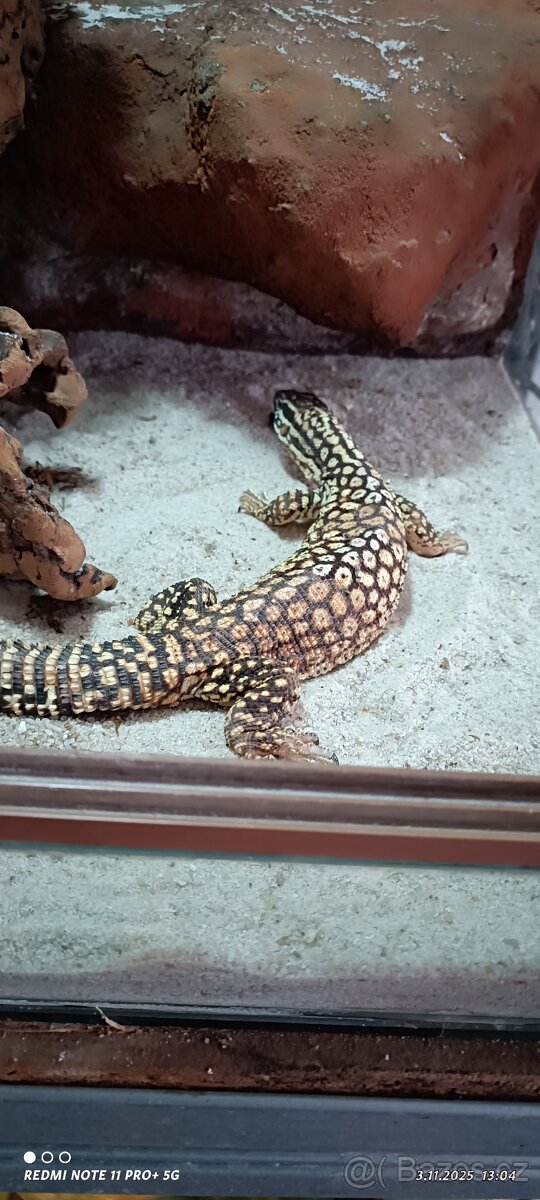 Varanus acanthurus - 2