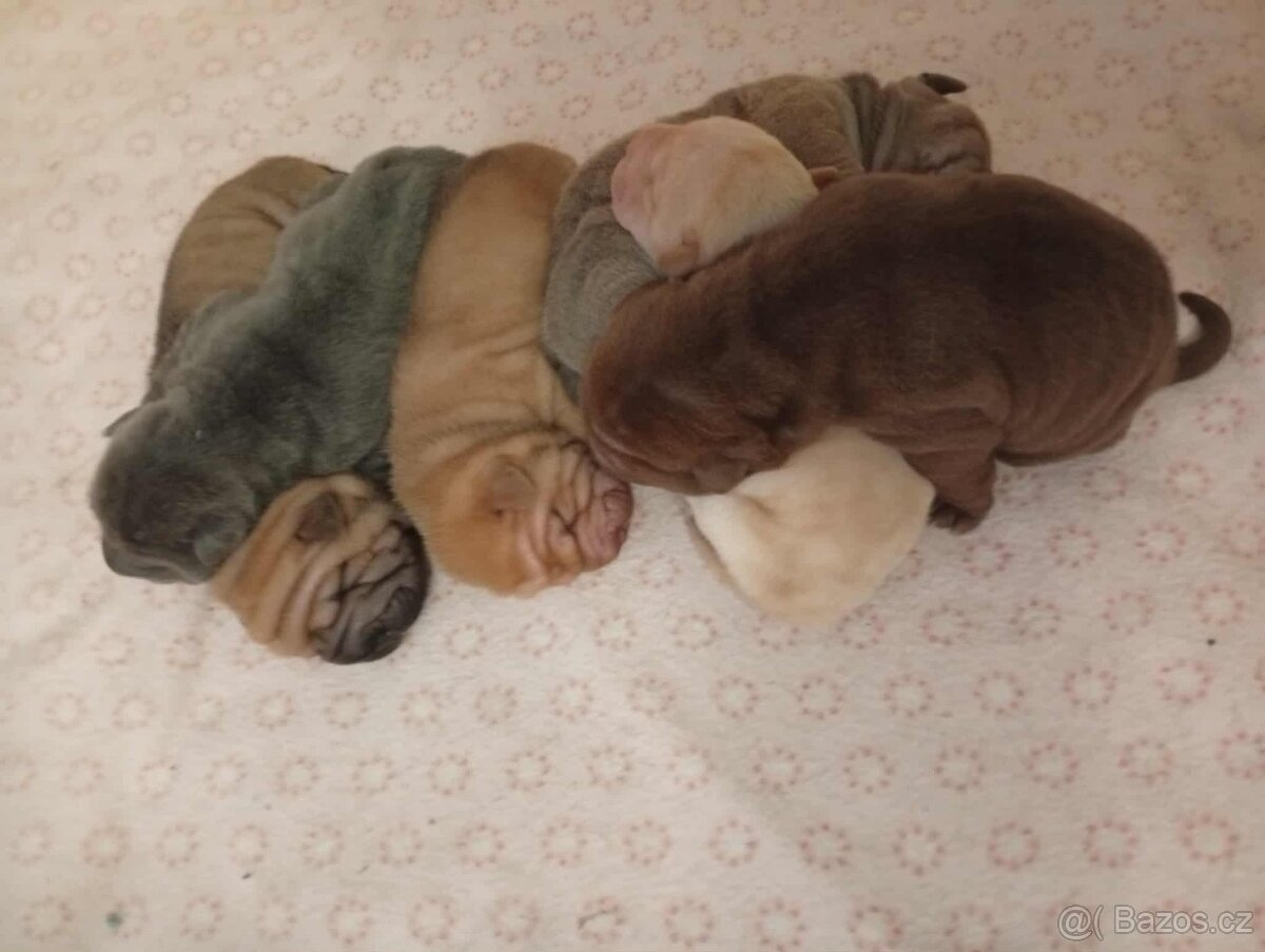 Shar-pei, Šarpej - štěňátka s PP - 2