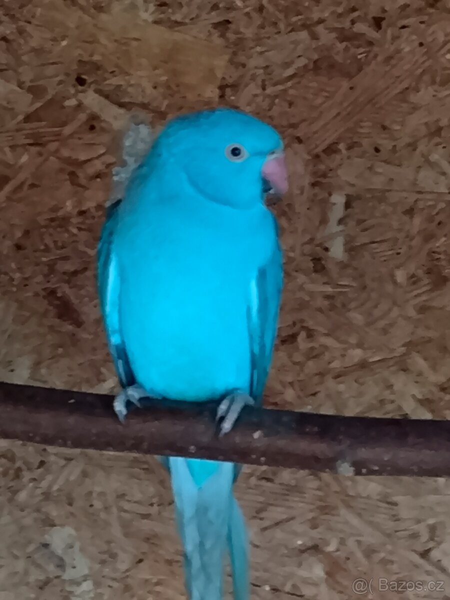 Alexandr malý, modrý - 2