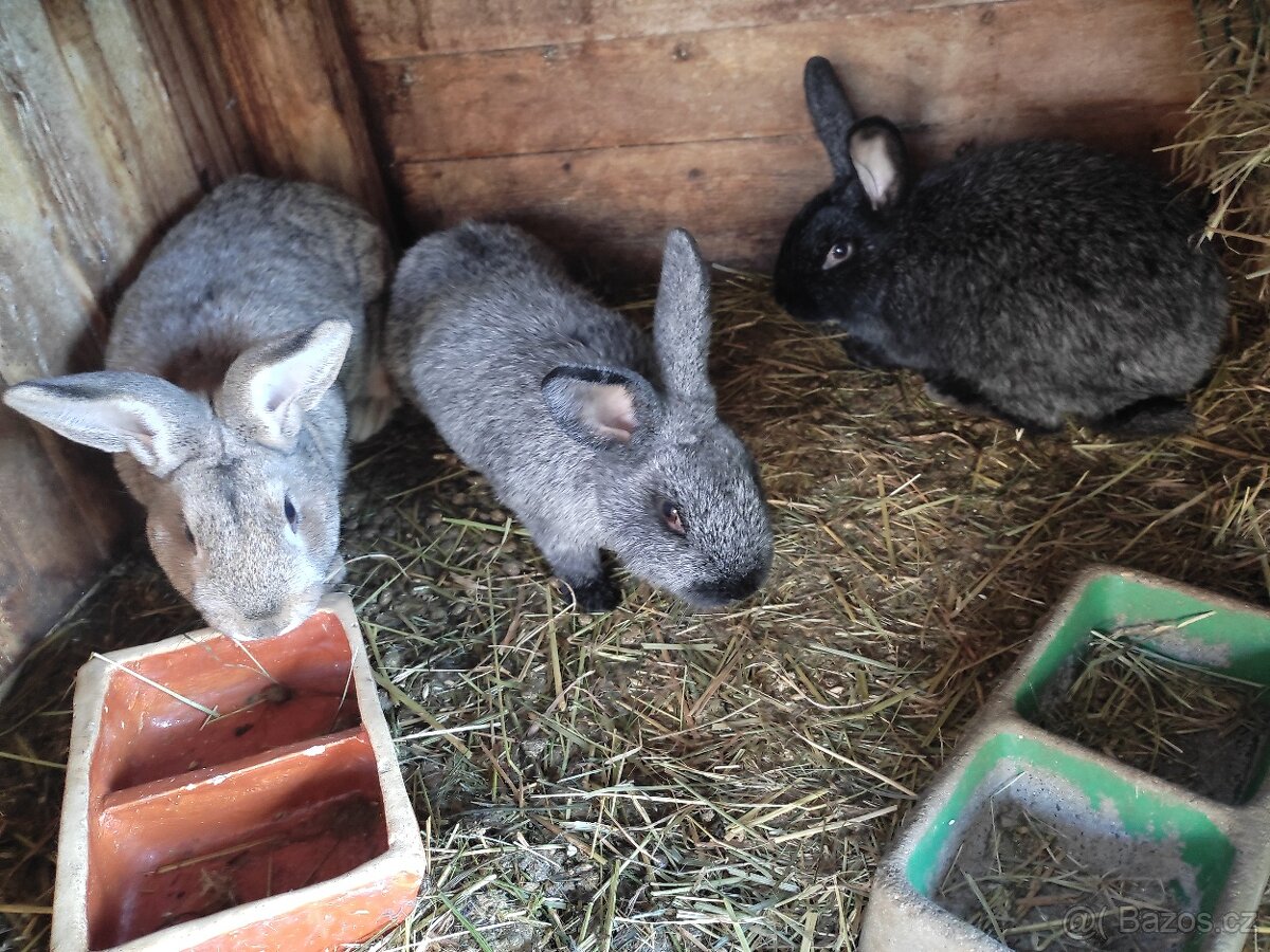 Králík domácí - 2