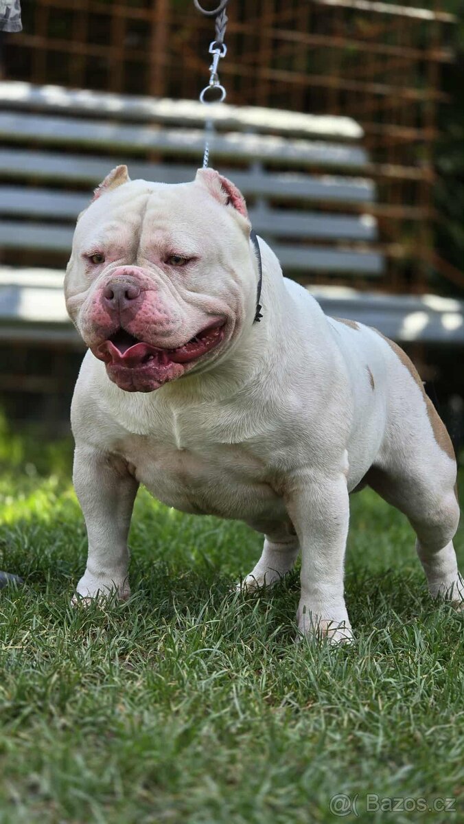American bully - 2