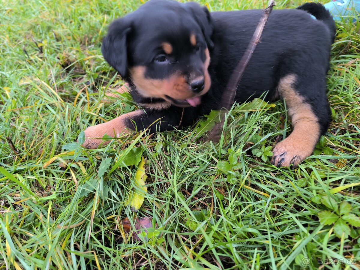 Rotvajler Rotweiler štěně - 2
