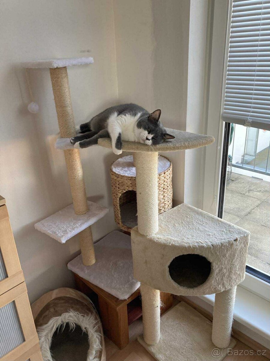 Kočičí seniorka k adopci - 2