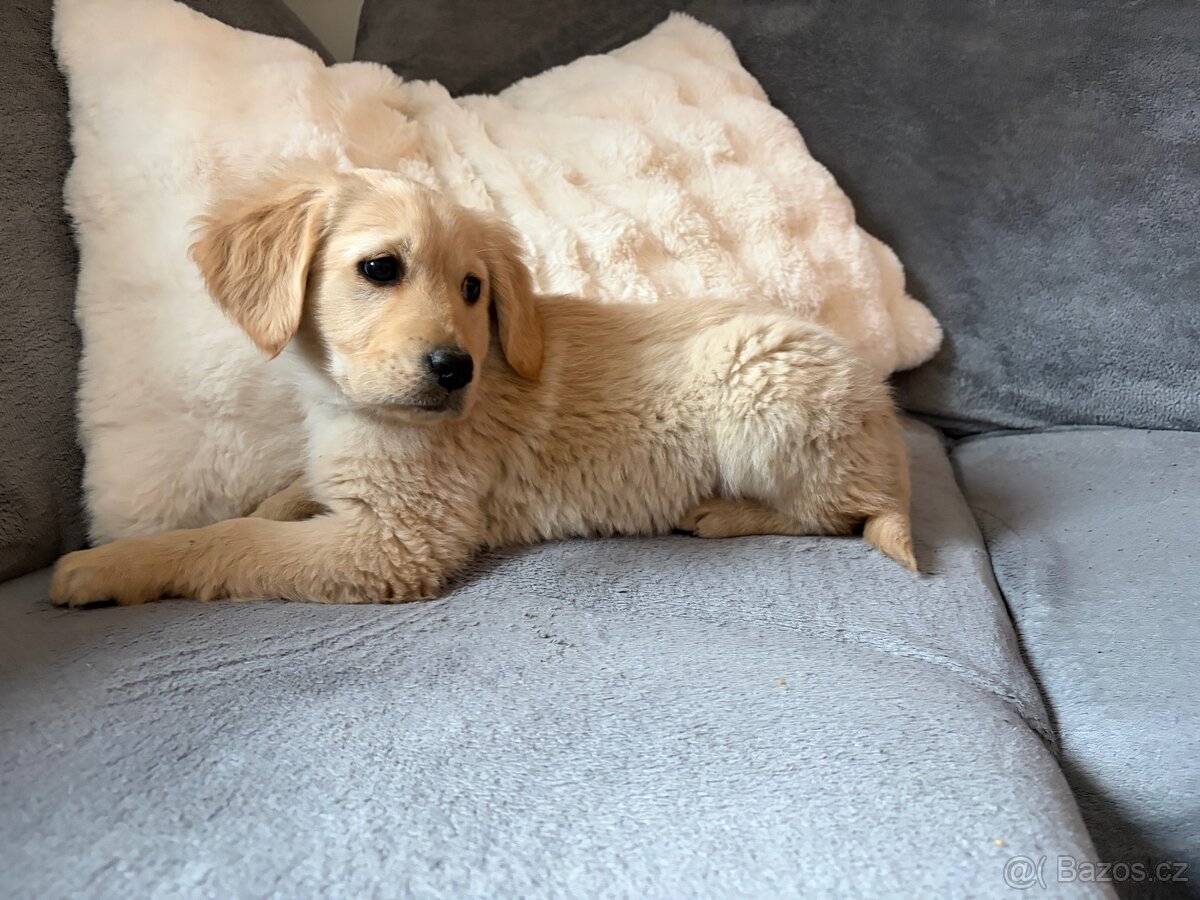 Labrador fenka čistokrevná bez PP - 2