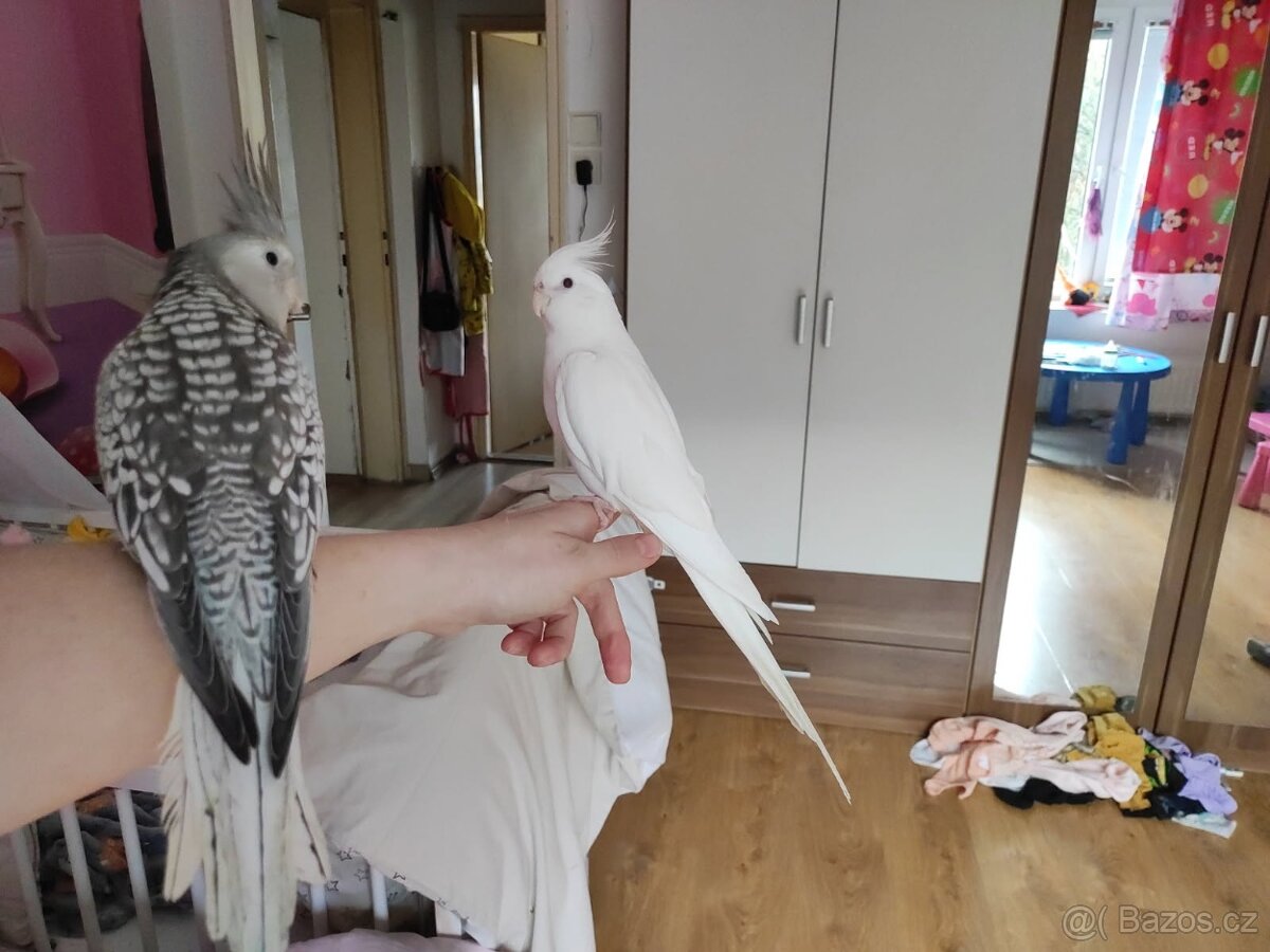 Korela chocholatá ochočená - 2