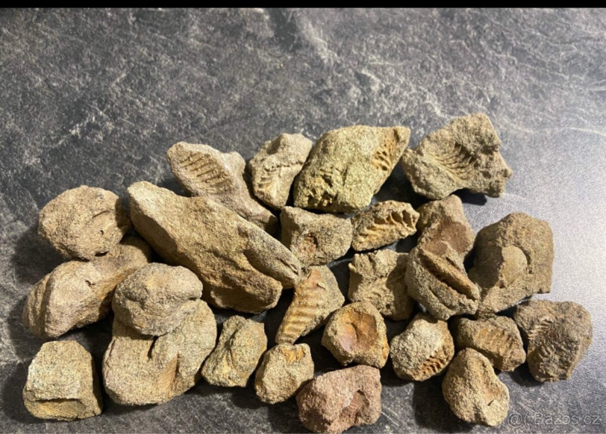 Zkameněliny - fosilie - 2