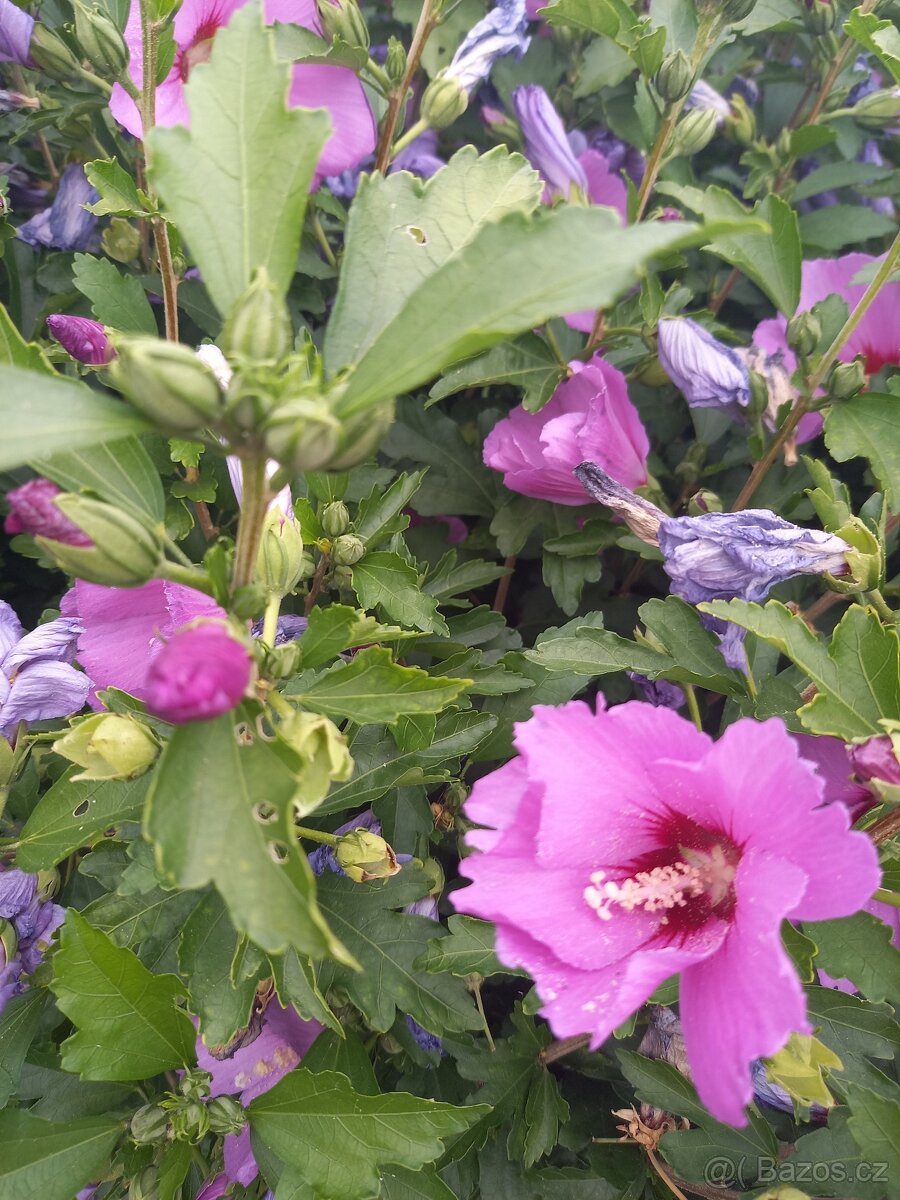 Ibišek syrský (venkovní) - 2