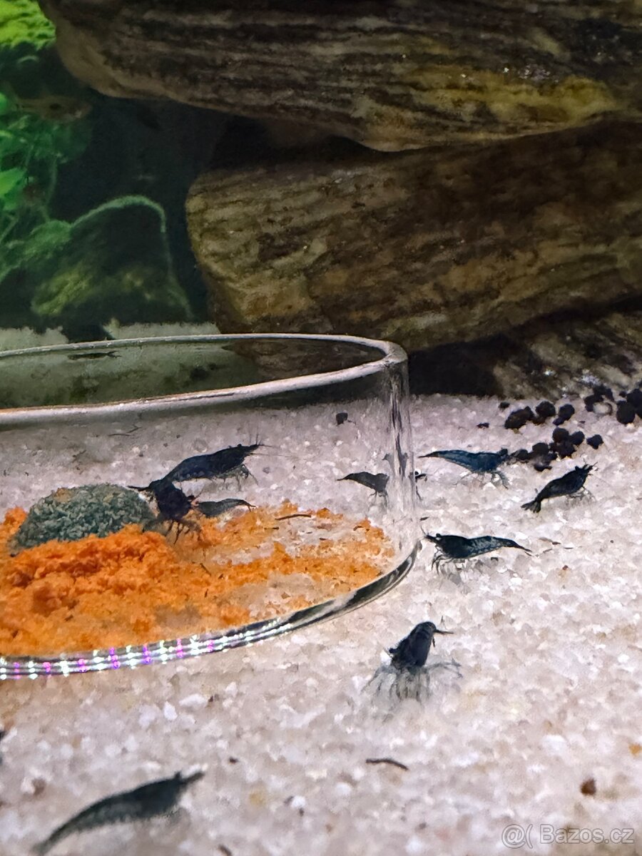 Krevetky Blue Jelly - 2