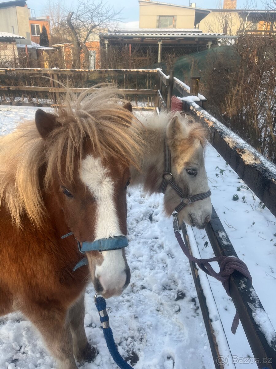 Pony kobylky SPECHA - 2