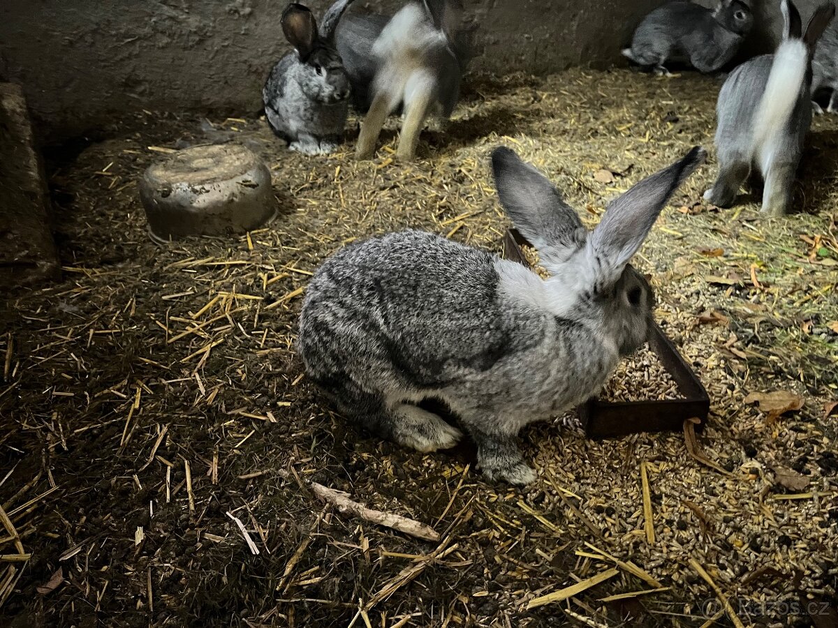 Prodám králík činčila velká - 2