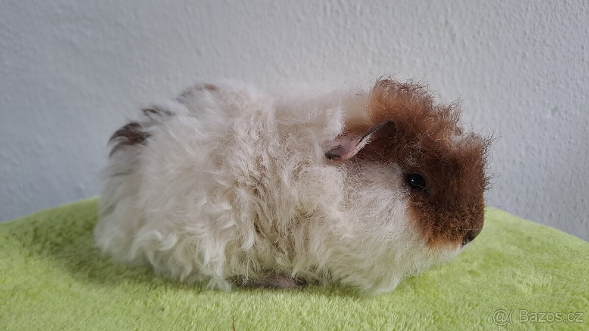 Samička morčete, dlouhosrsté merino - 2