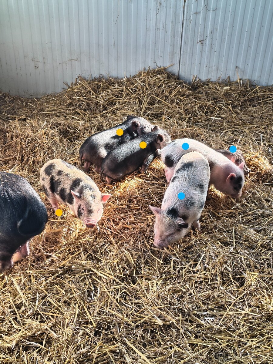 Gottingenská miniprasátka - 2