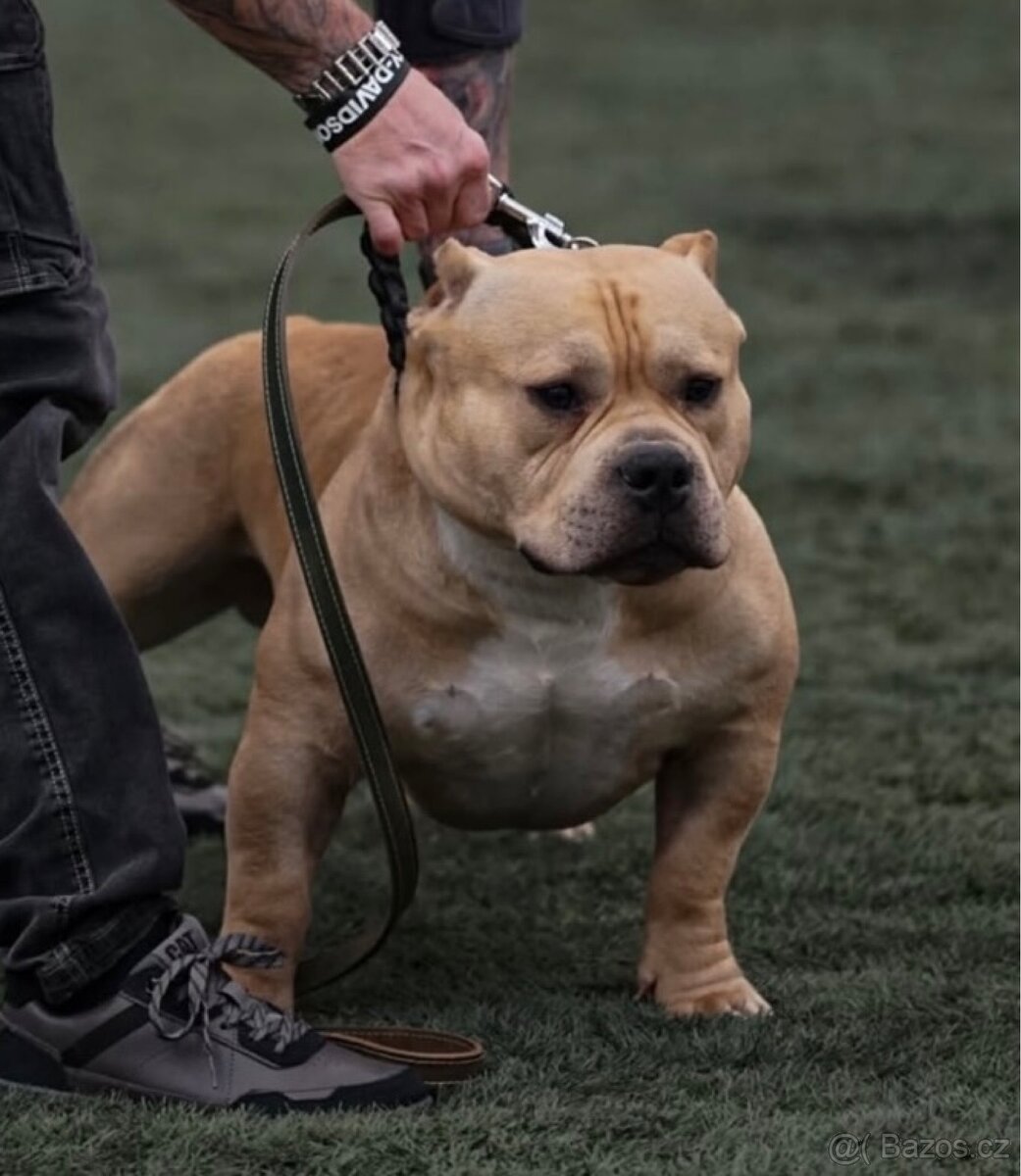 AMERICAN BULLY POCKET KRYTÍ - 2