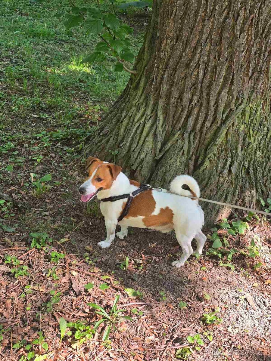 Jack Russell Terrier - 2