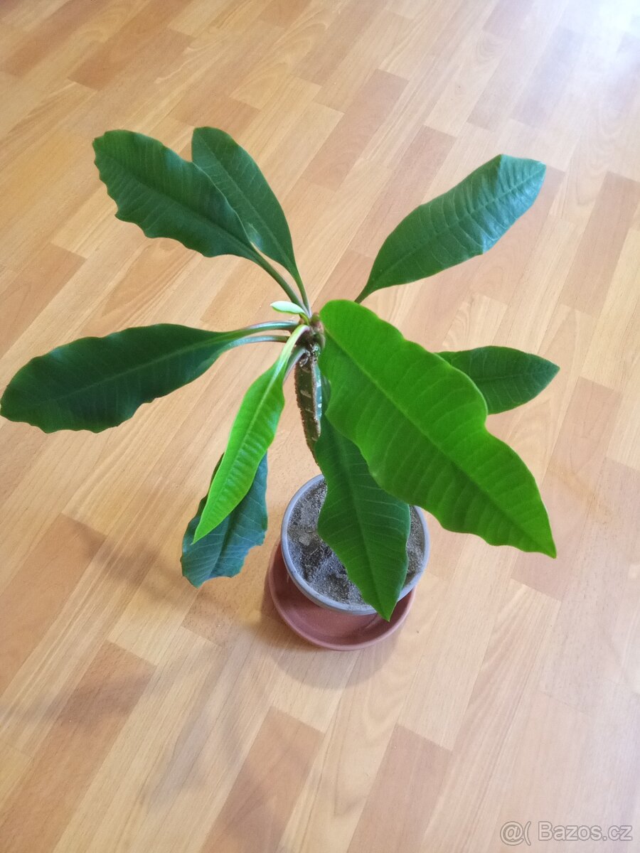 Euphorbia leuconeura - Pryšec - 2