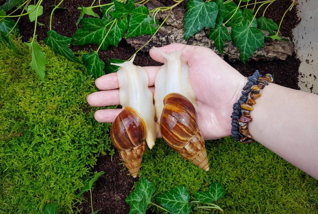 Africký šnek Lissachatina fulica Madagascar dark Albino body - 2