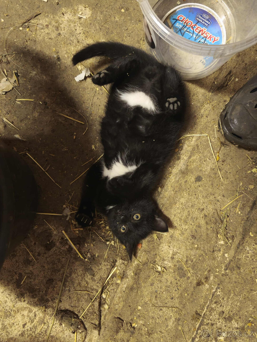 Daruji koťákta - 2