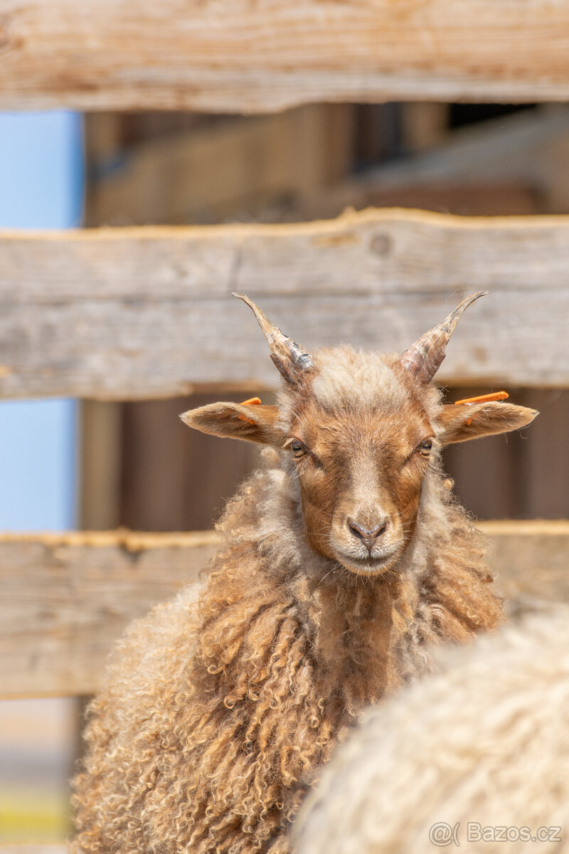 Jehňata ovce cápové/hortobágy racka - 2