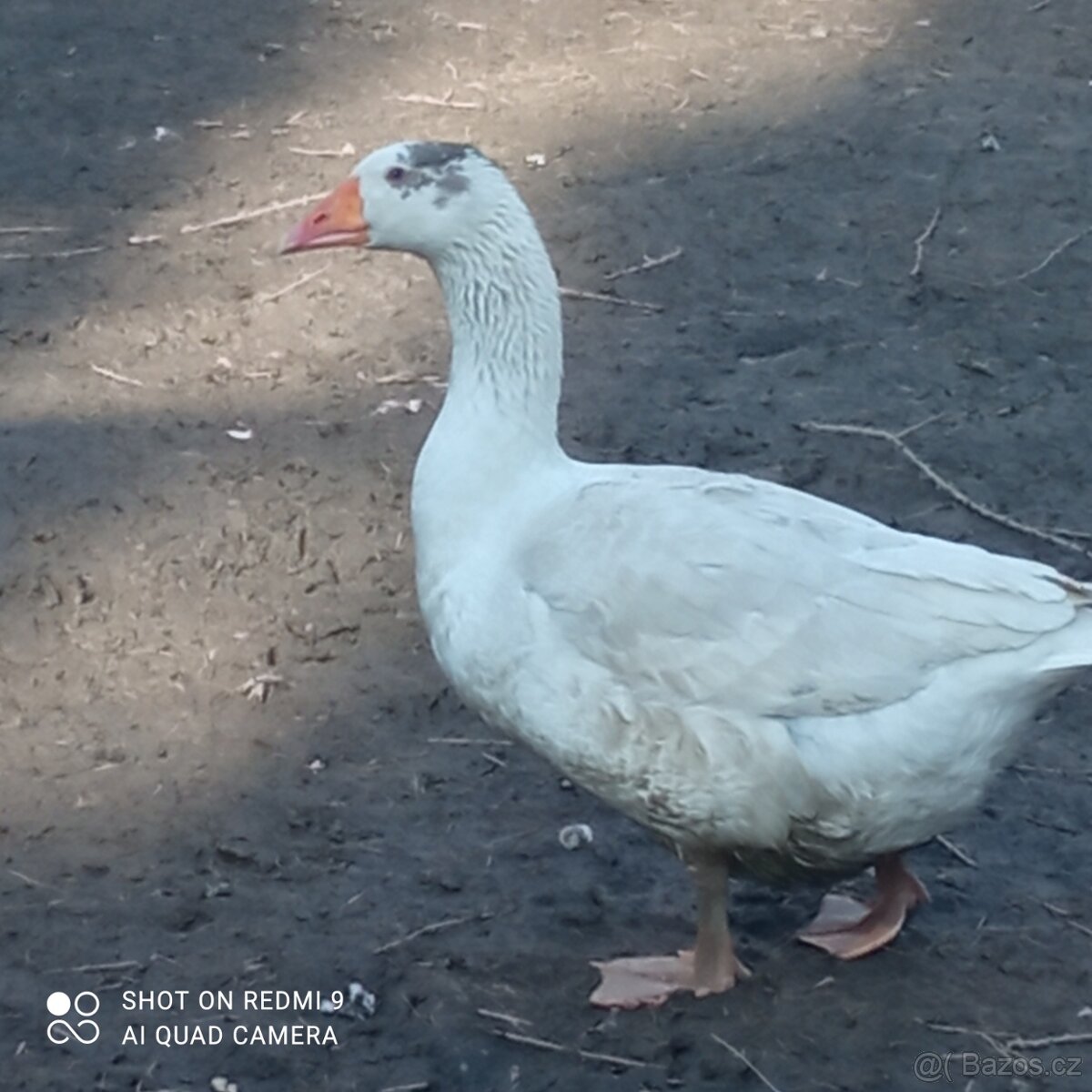 Pomořanský houser - 2