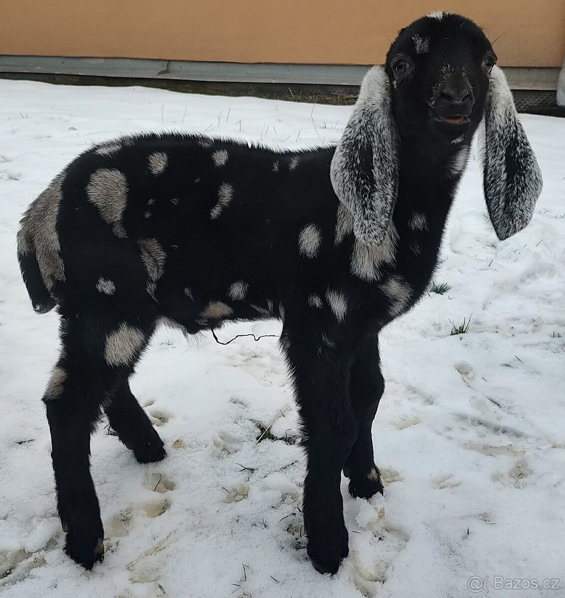 100% AN kozlík II. - 2