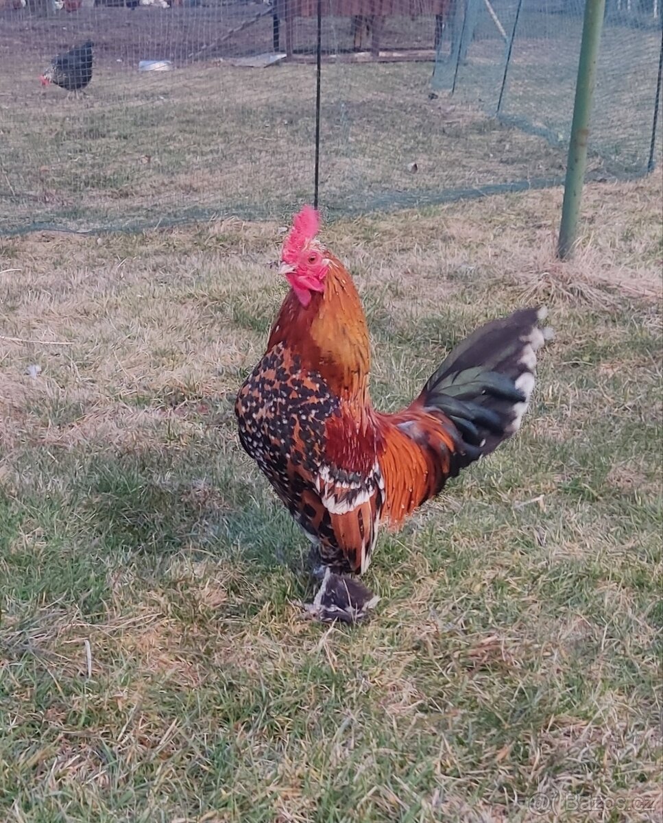 Zakrslá rousná - 2