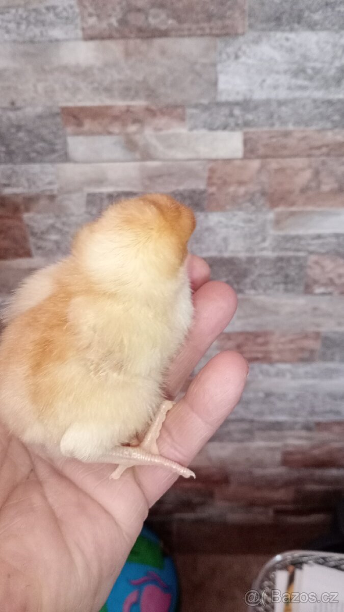 Násadová vejce - 2