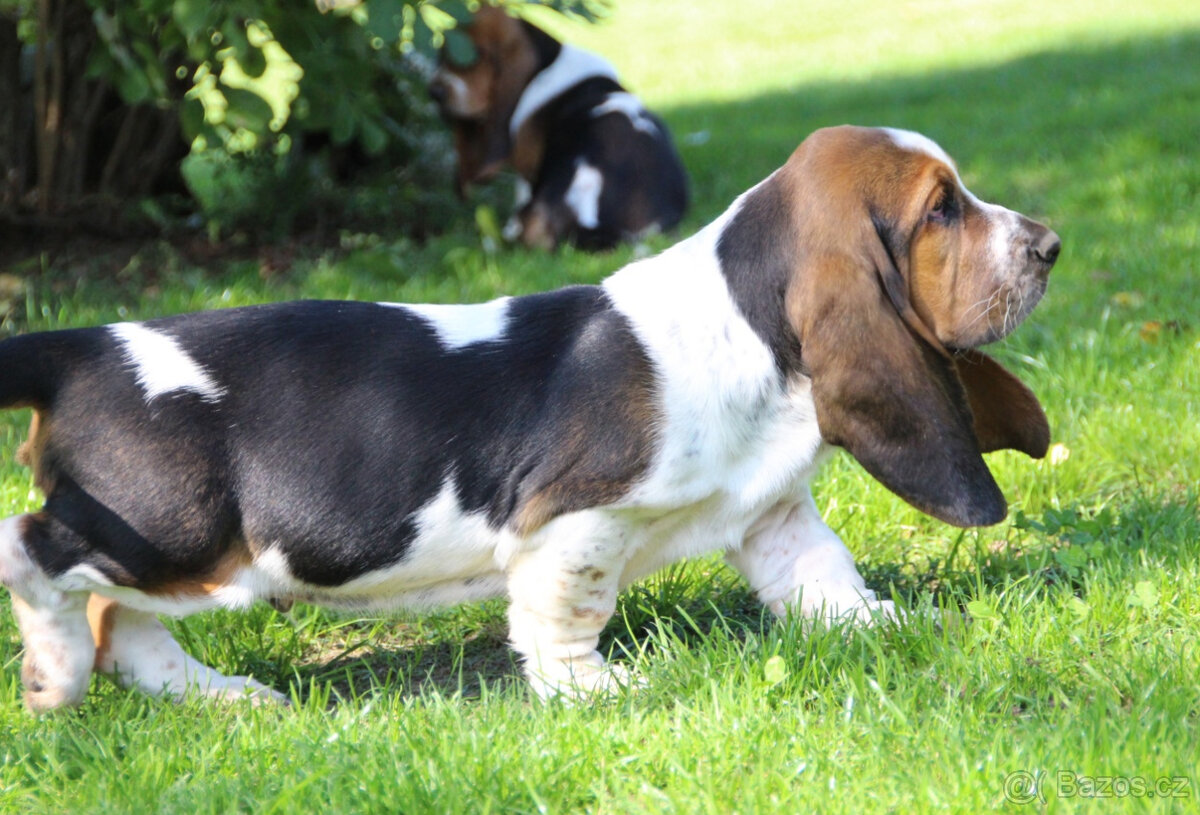 Basset hound - pejsek s PP - 2
