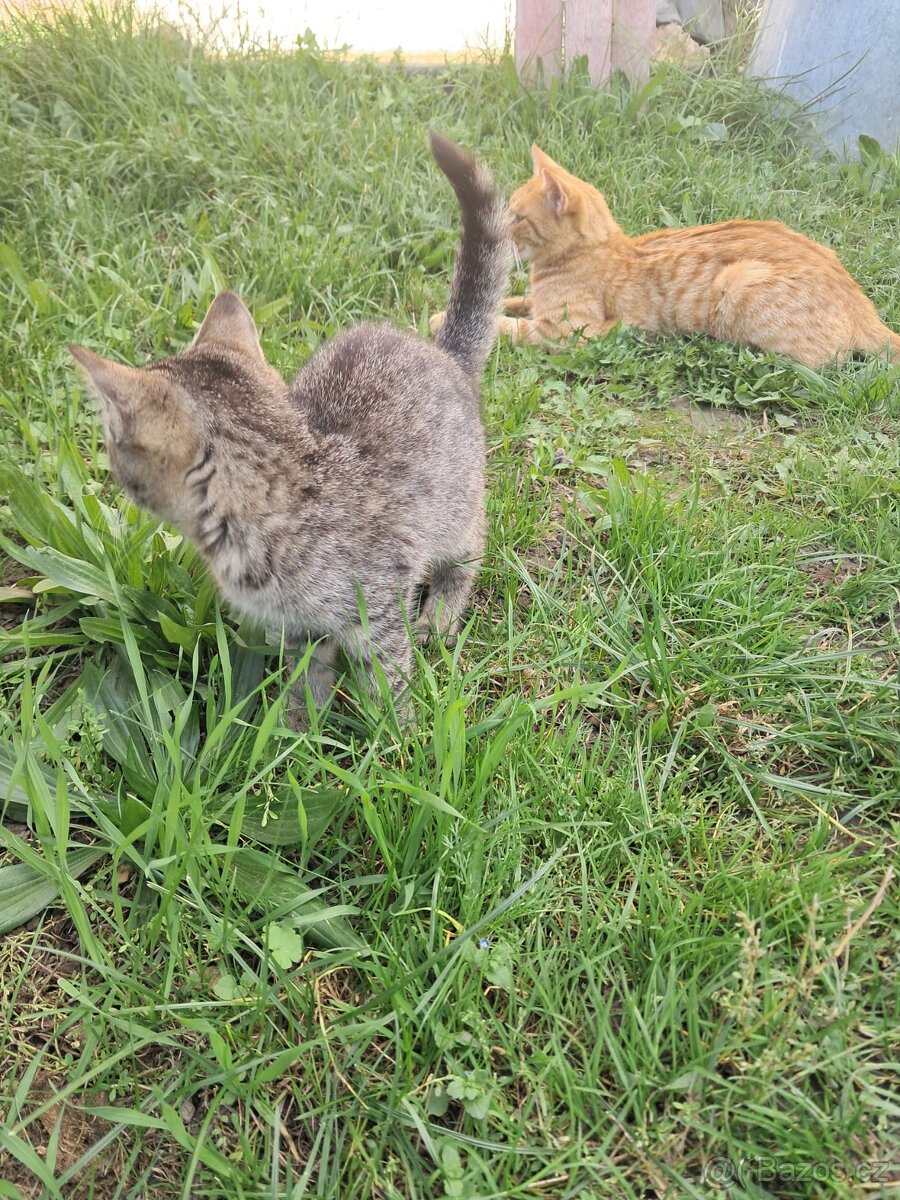 Daruji kotě - kocourka - 2