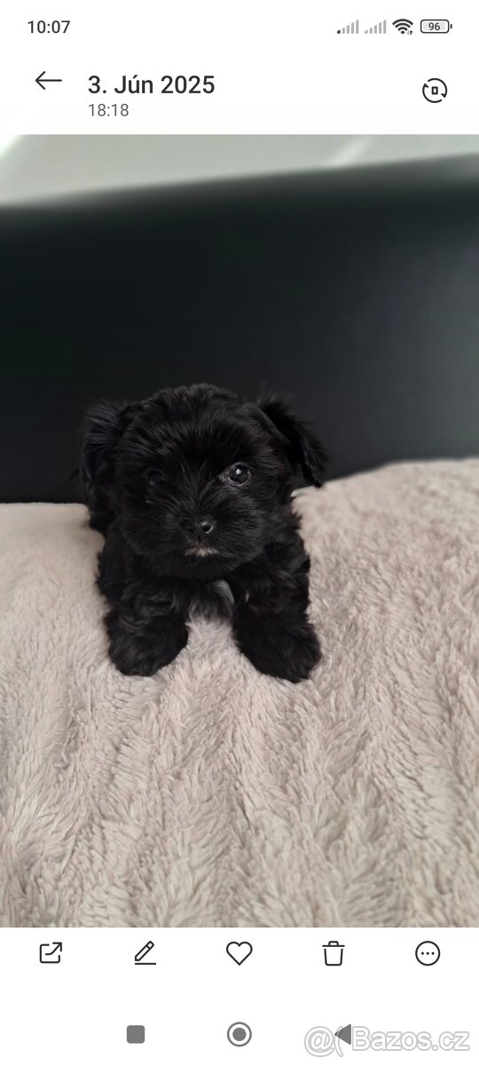 Black Yorkshire terrier - 2