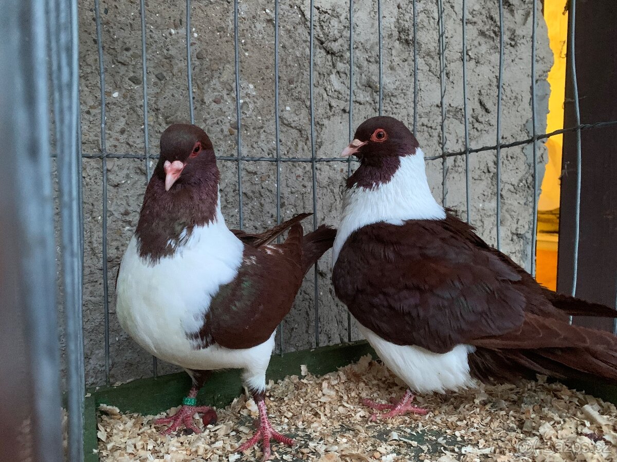 Moravsky pštros červeny - 2