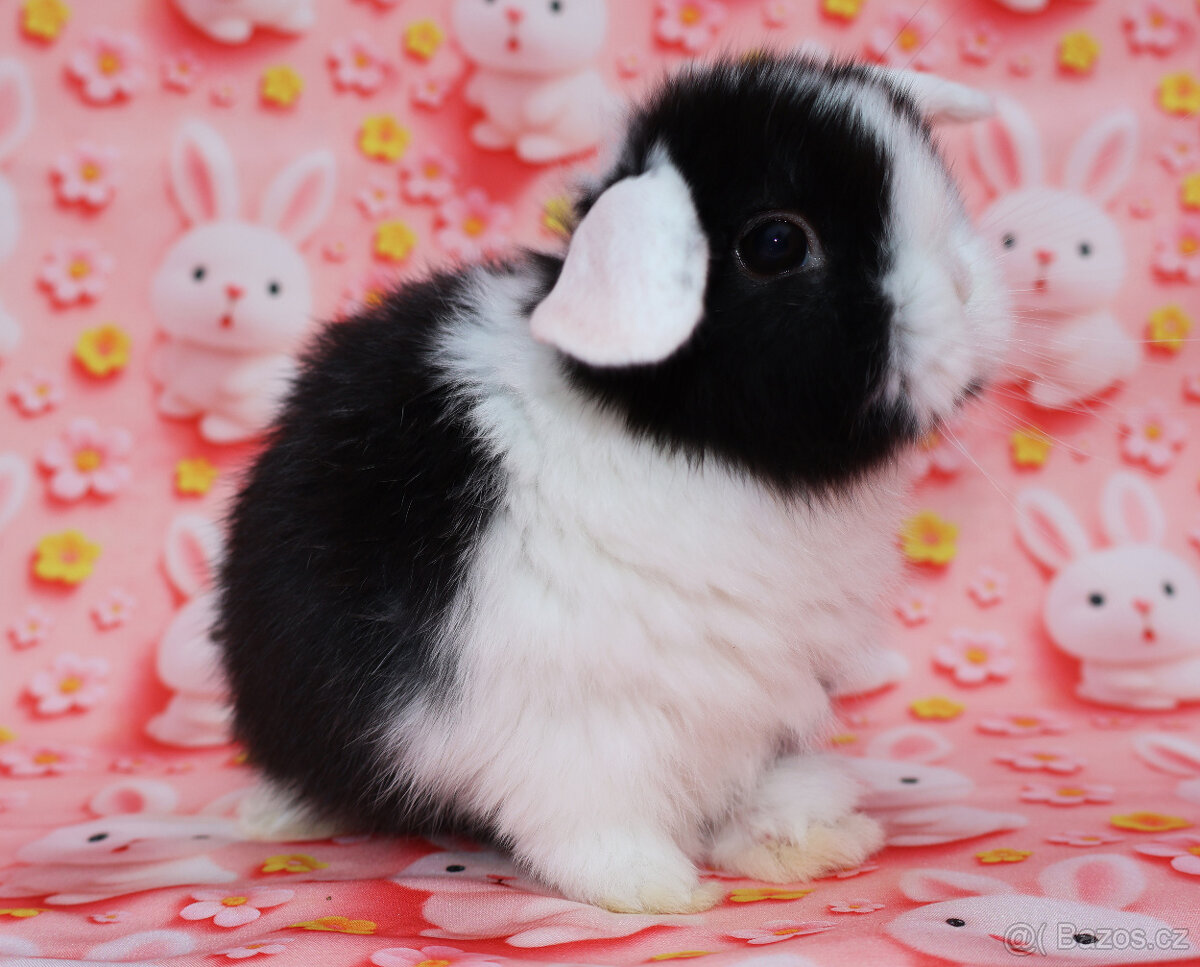 WO Zakrslý beránek s VP , maličká samička - 2