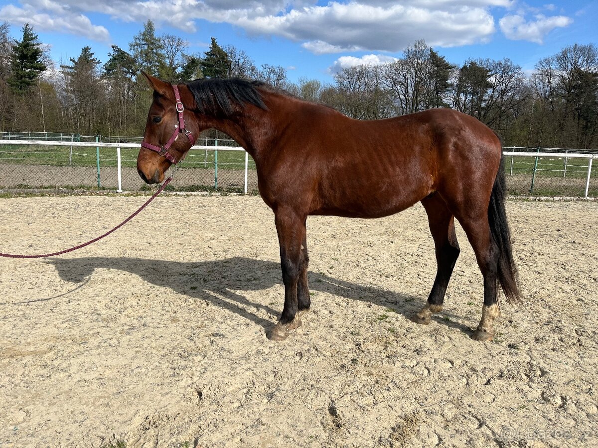 Mohutný valach k prodeji - 2