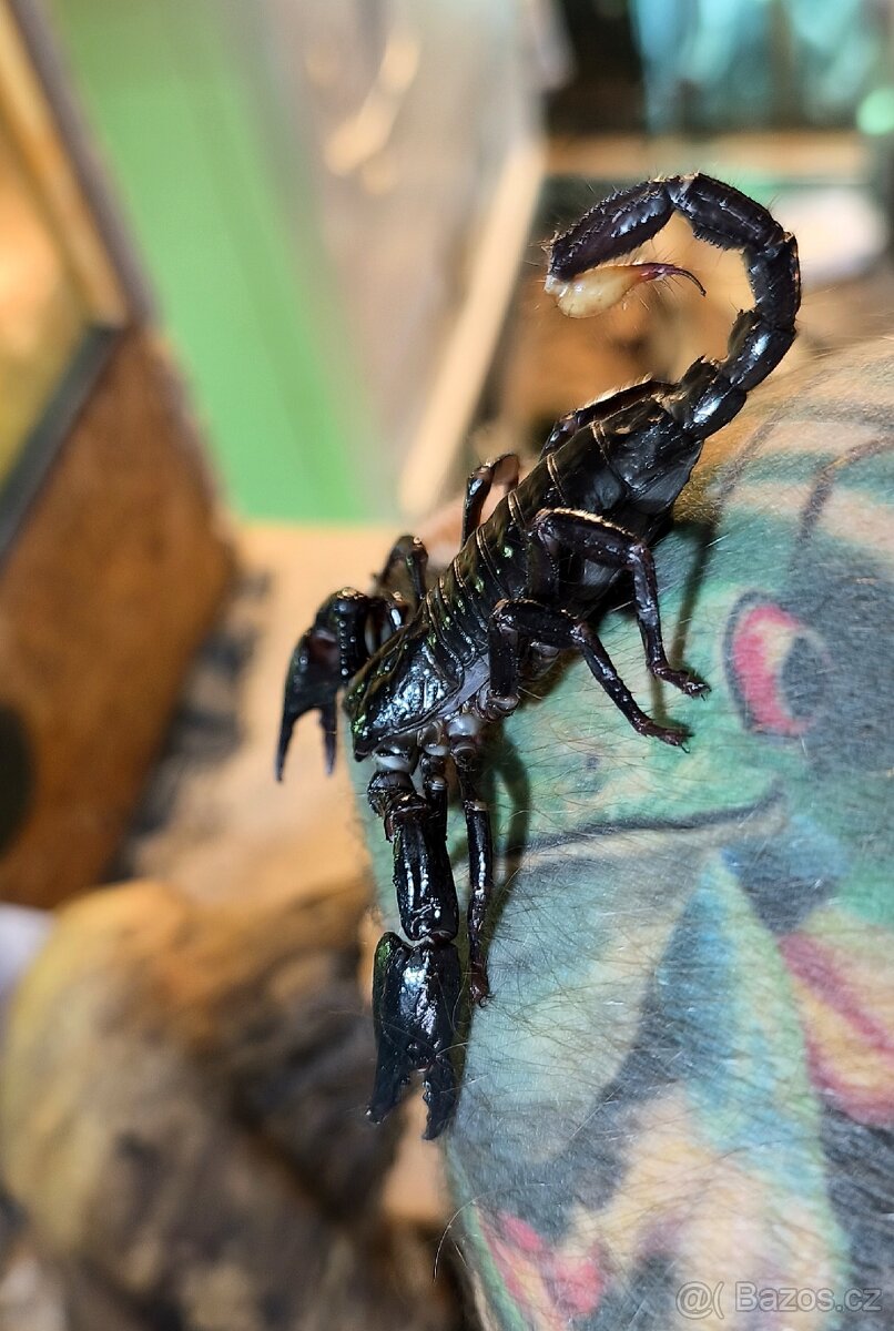 Heterometrus spinifer - 2