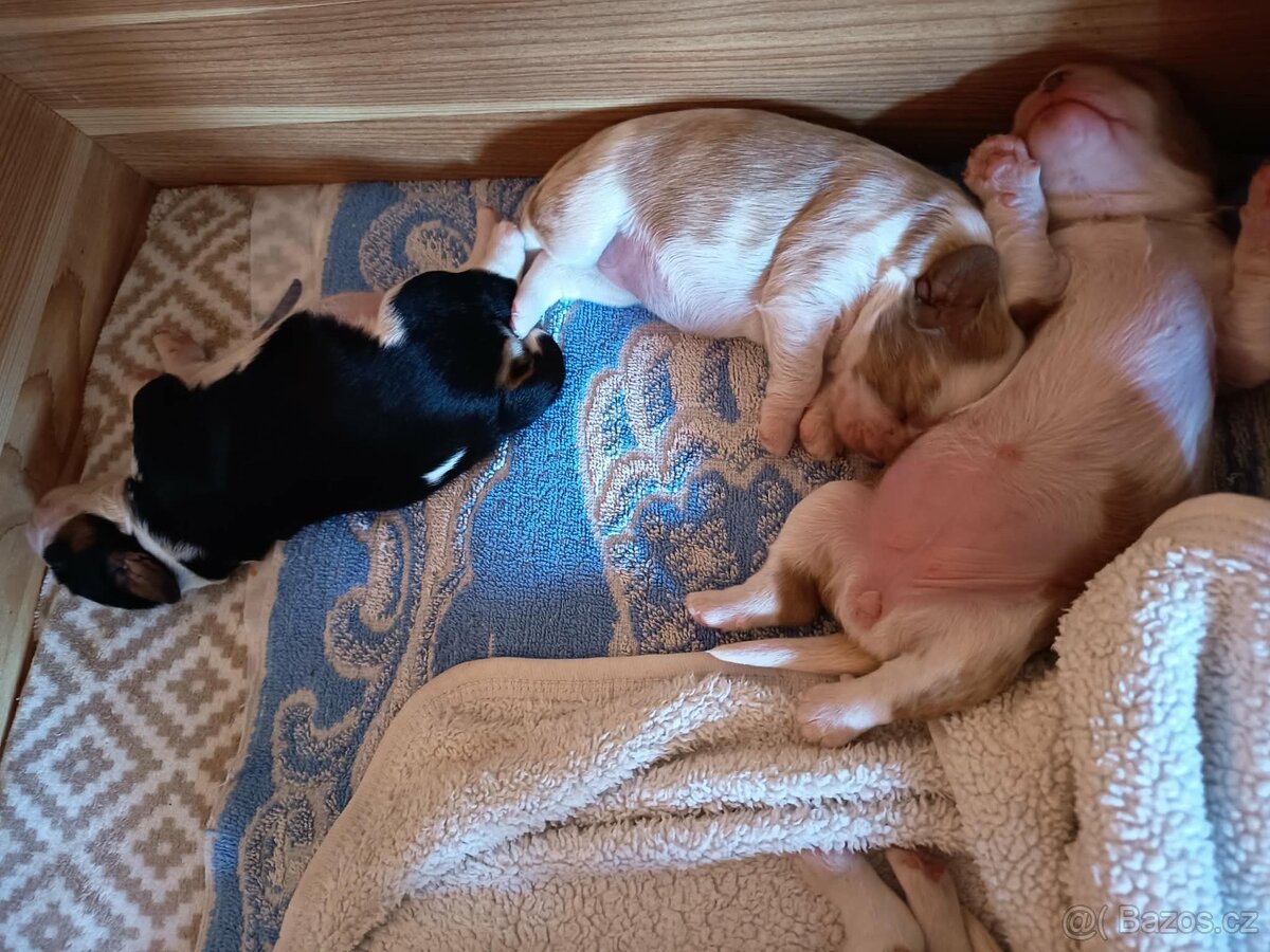 Štěňata Kavalíra - 2