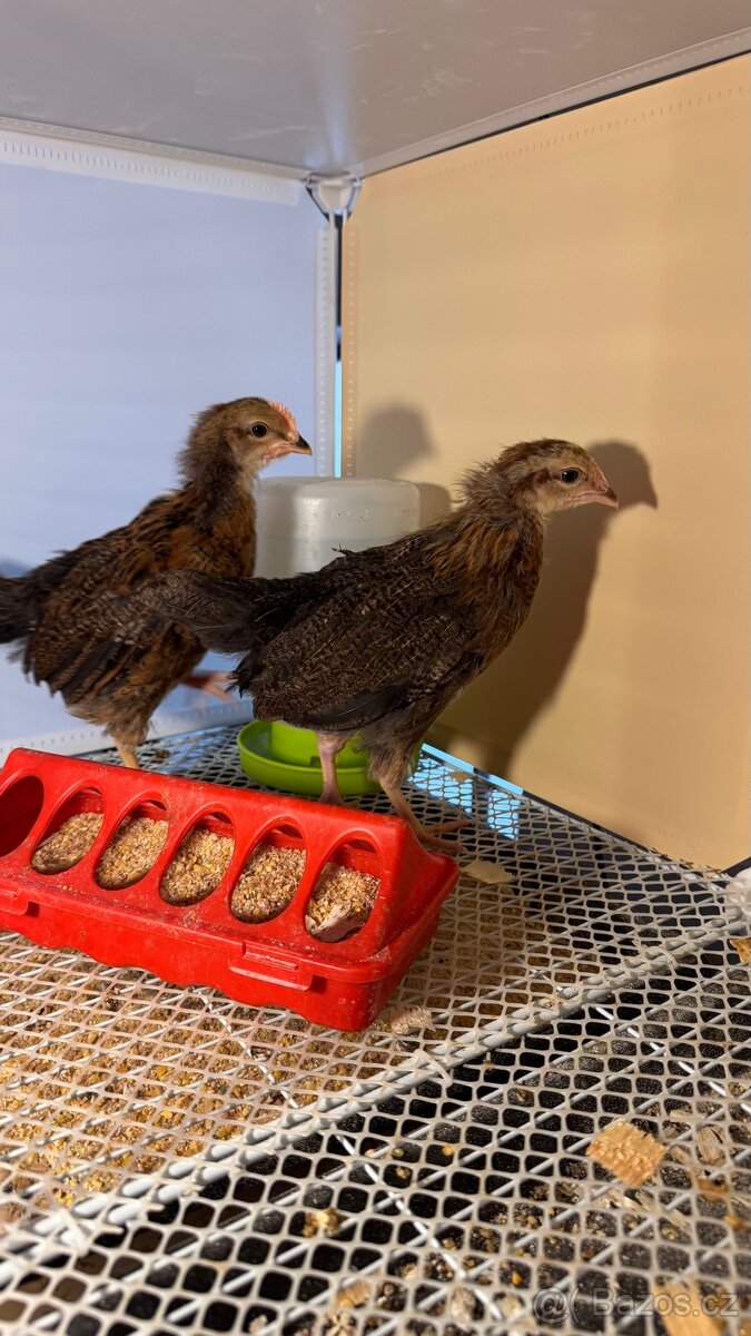 Vlaška koroptví - 2