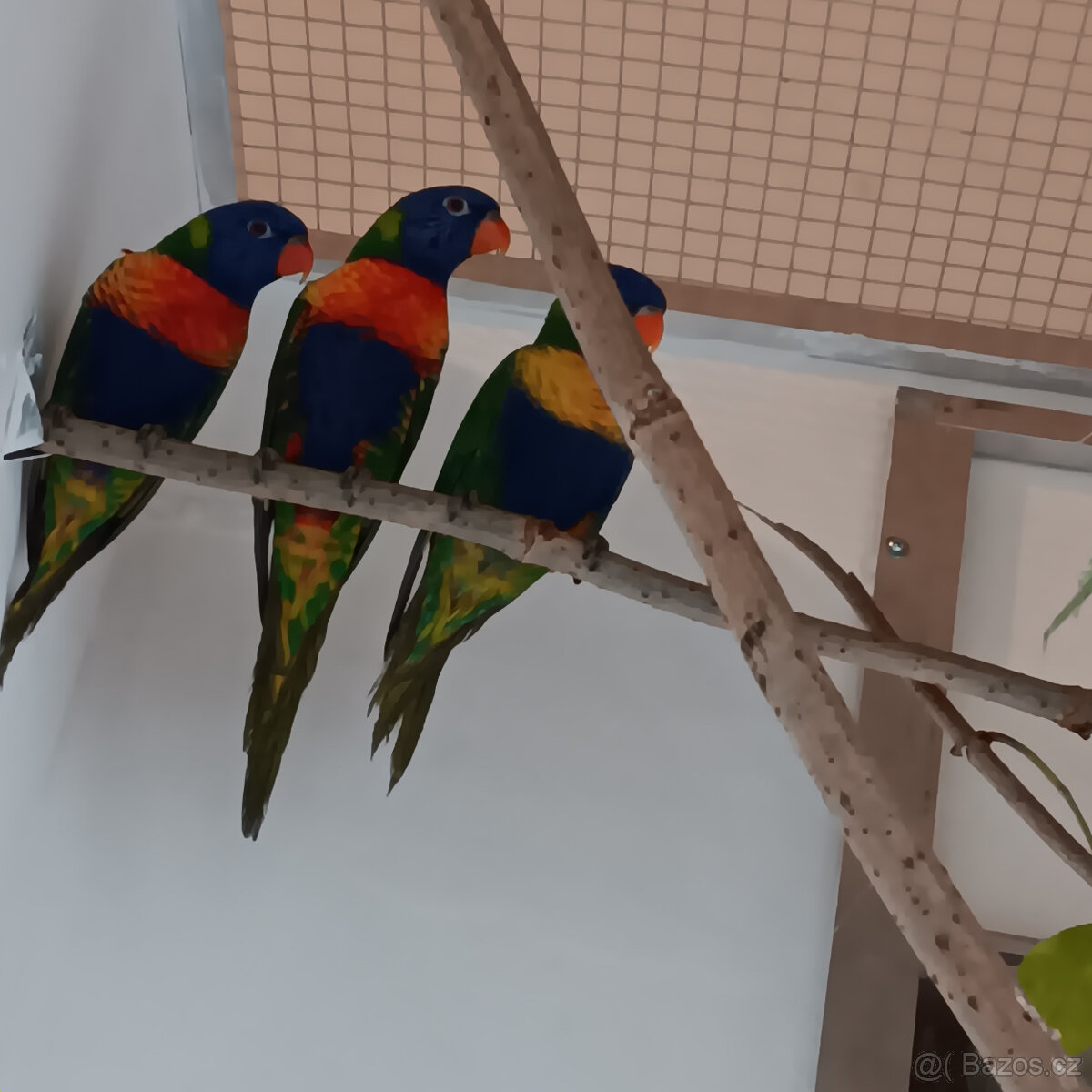 Lori mnohobarvý - 2