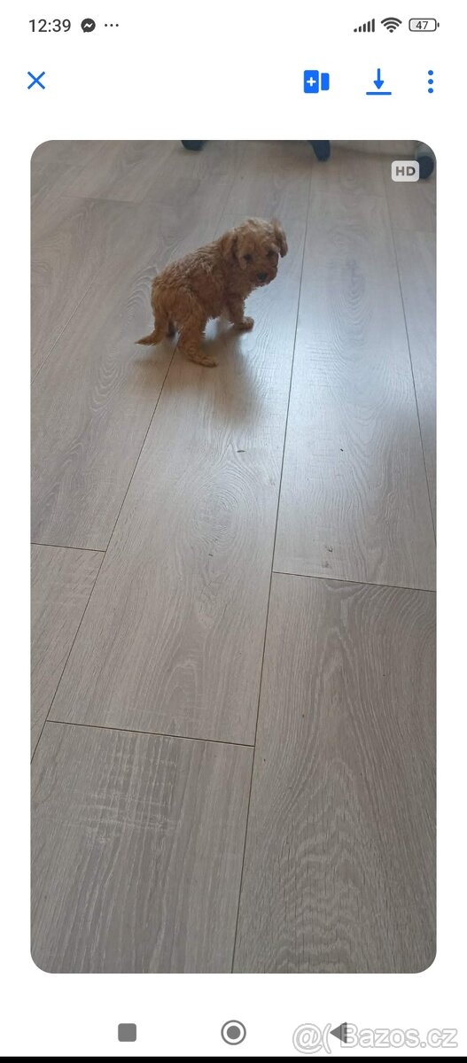 Trpaslíci pudlik - 2