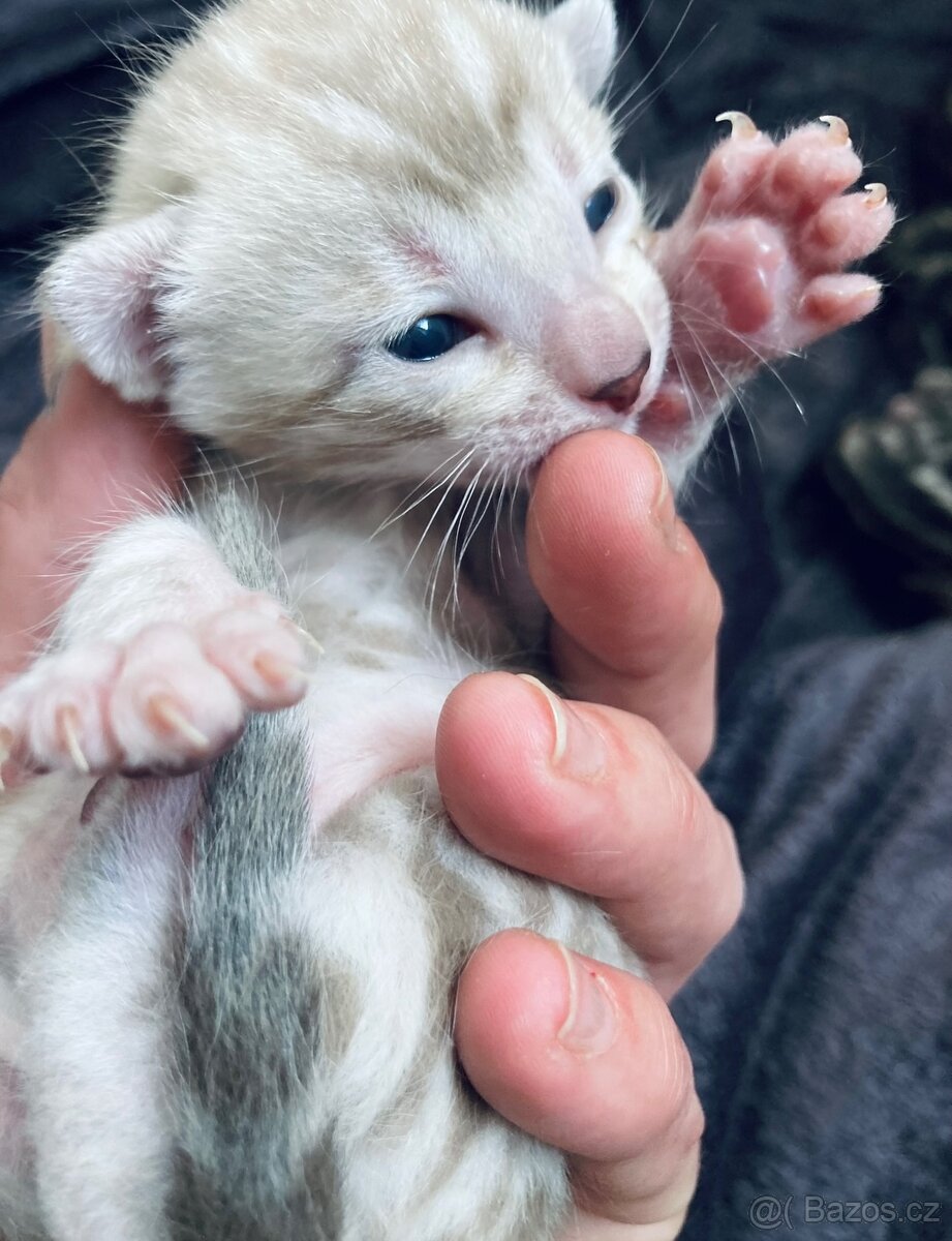 Bengálská kočka,bengálské kotě - 2