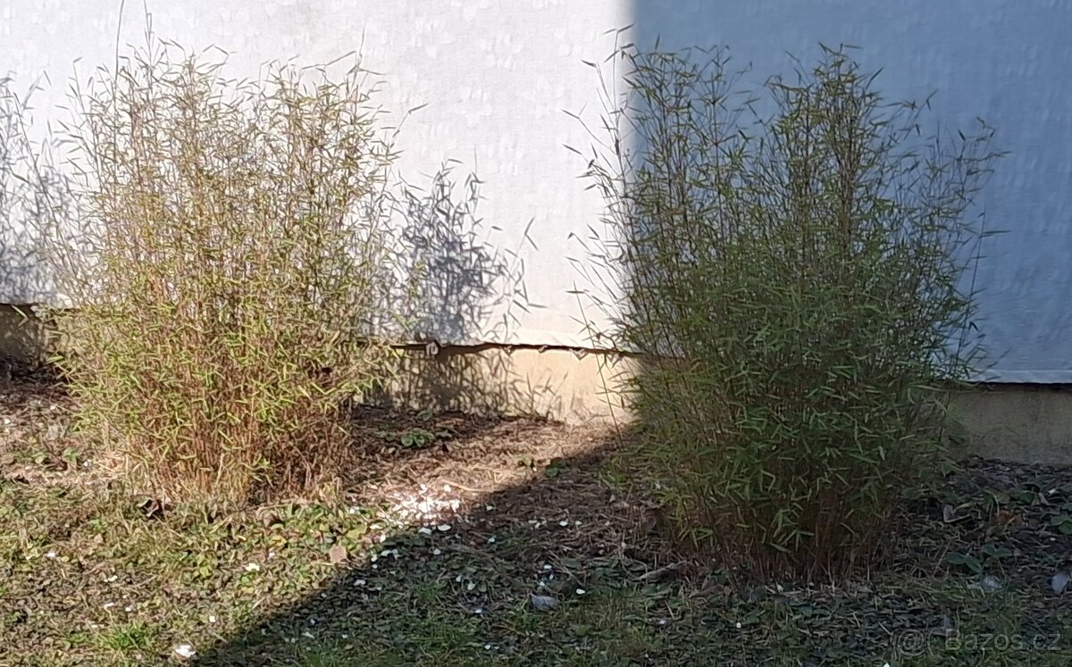 Bambus. Který si vyberete. - 2