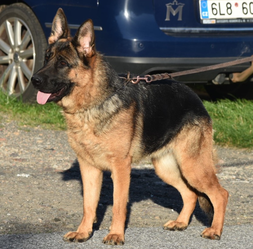Německý ovčák s PP - 2