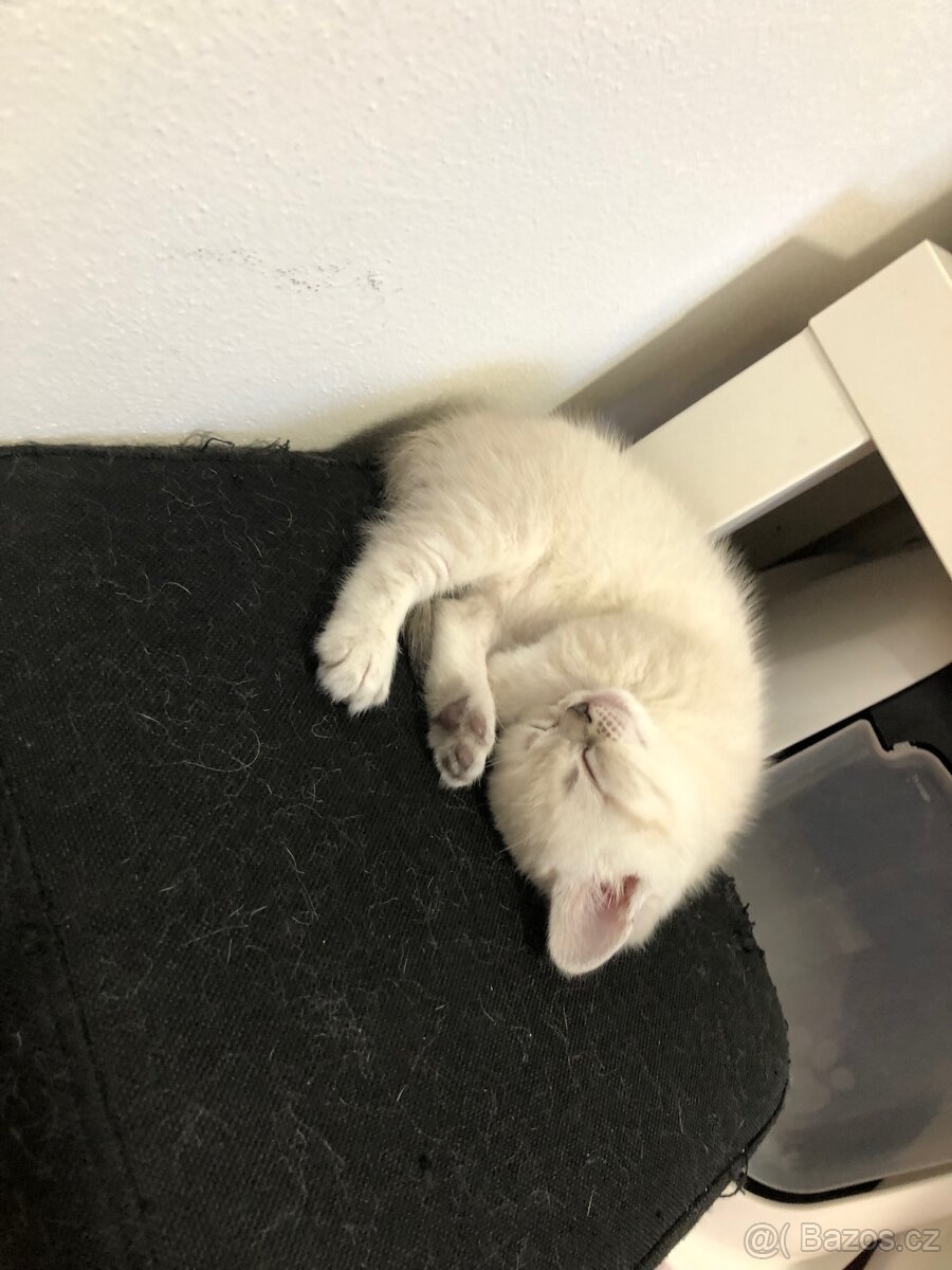 Čistokrevná britská krátkosrstá koťata po rodičích s PP - 2