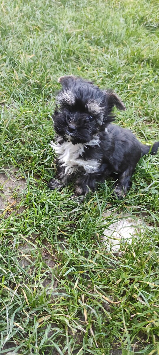 Jorkšírský teriér - 2