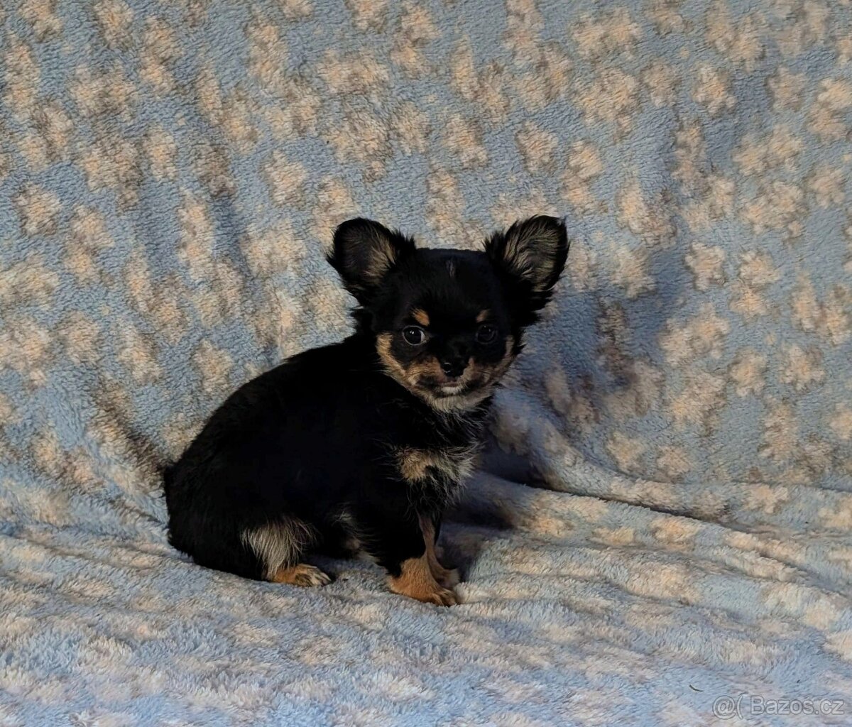 Čivava dlouhosrstá s PP - 2