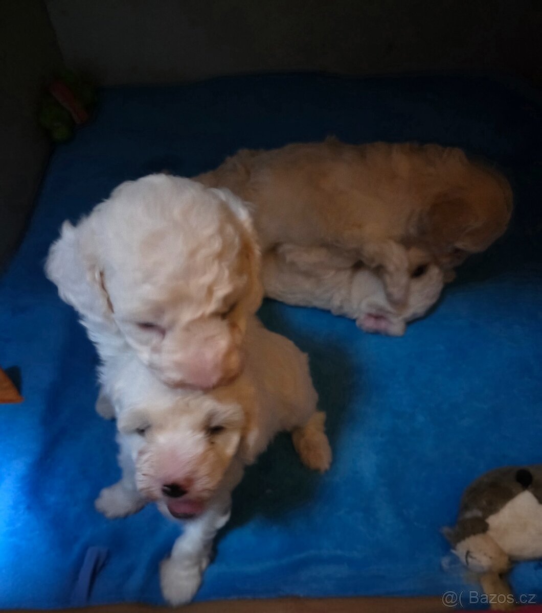 Pudl trpasličí štěně - 2