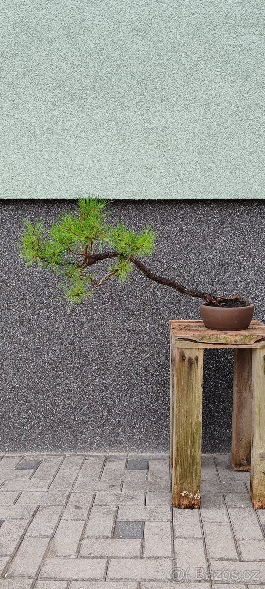 Bonsai, bonsaj, borovice v misce - 2