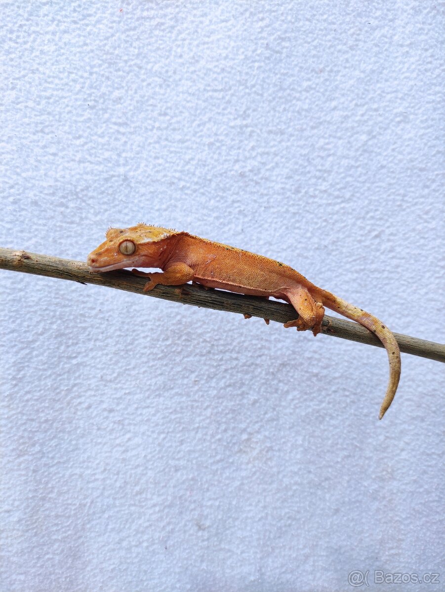 pagekon řasnatý, terárium - 2