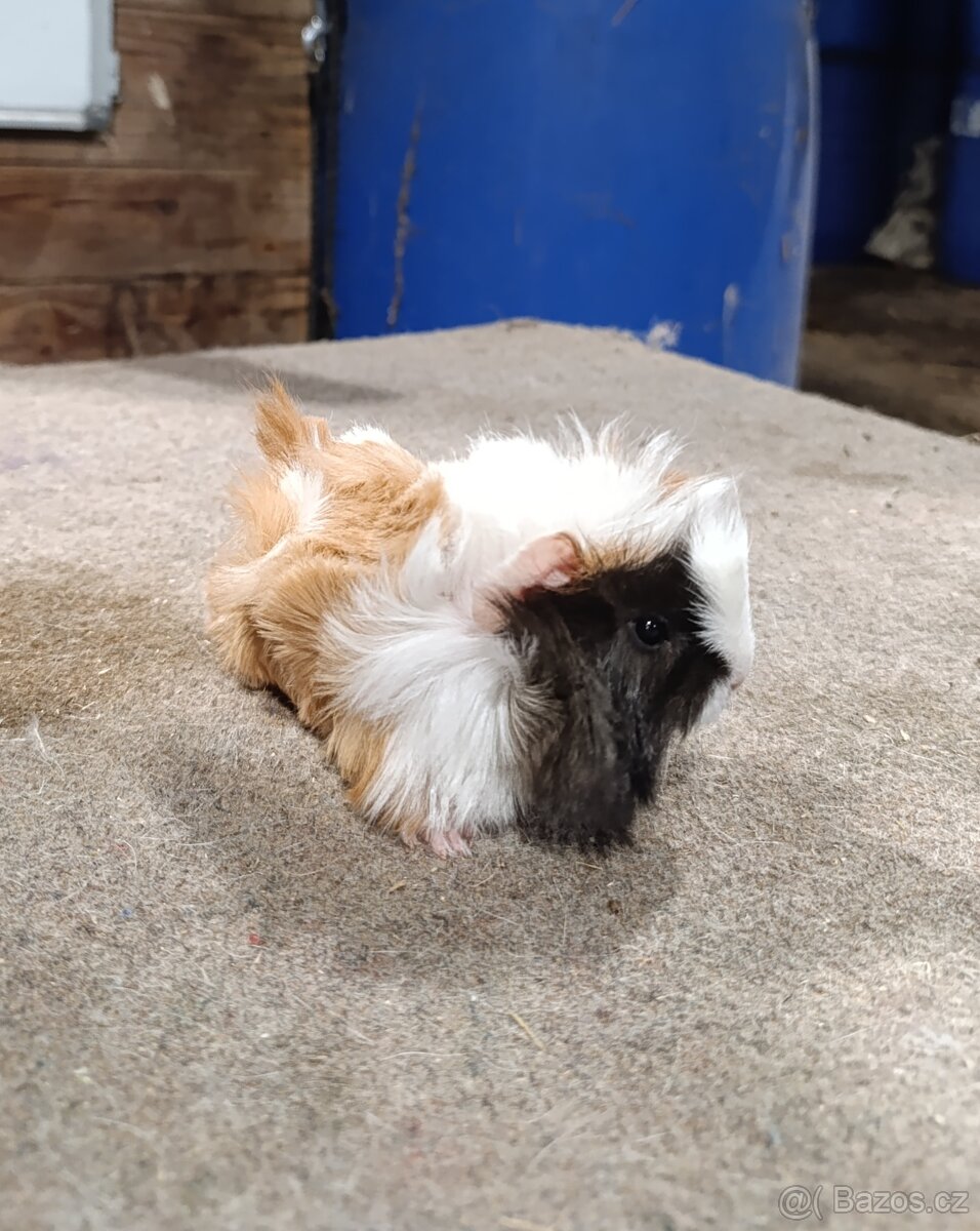 Rozetové morčata - 2