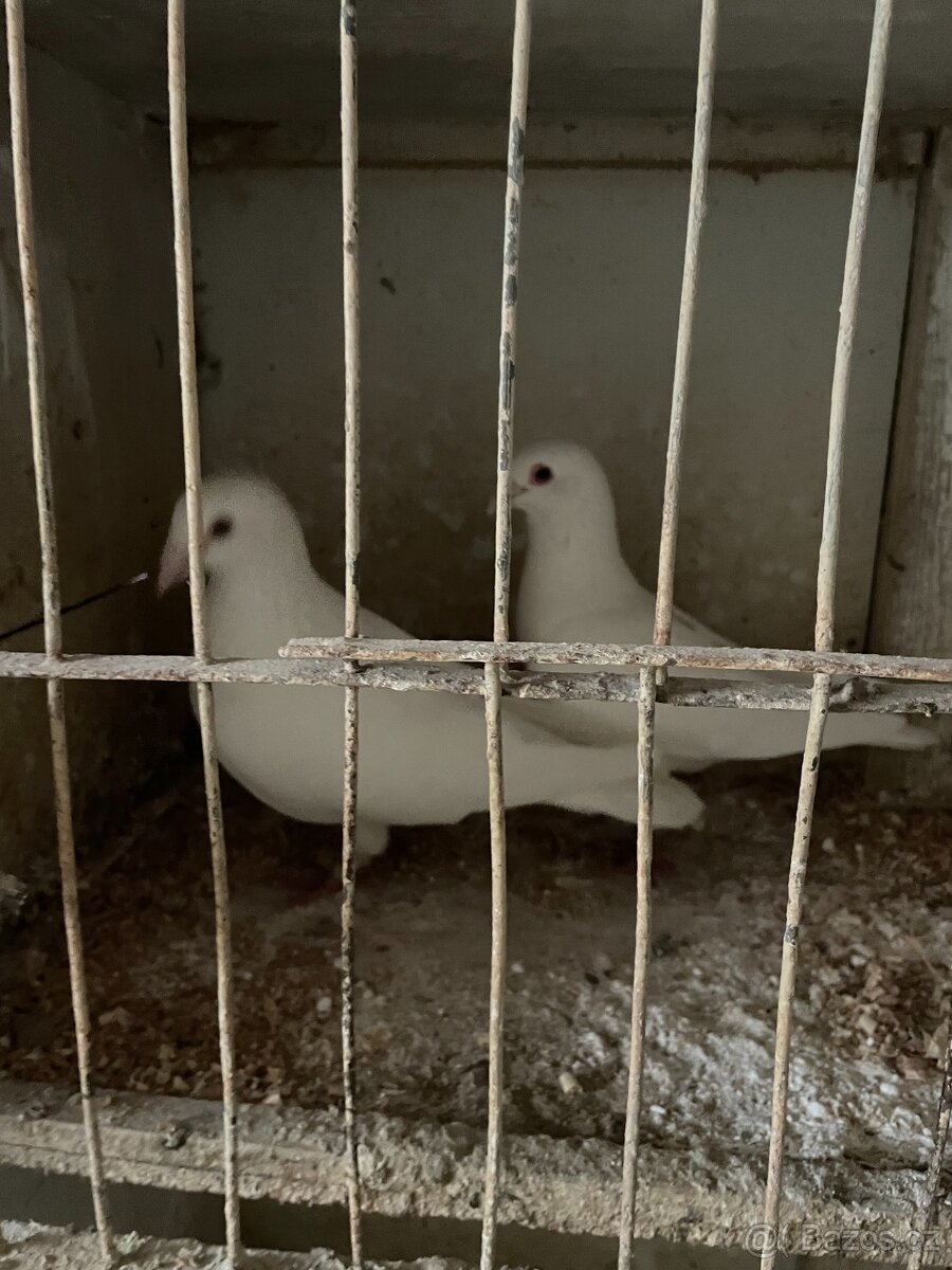 Svatební holubi - 2